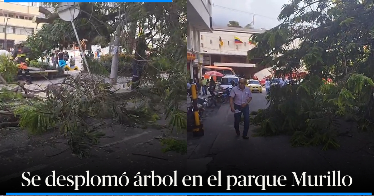 Otra vez Árbol se desplomó en el centro de Ibagué y casi cae sobre